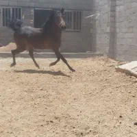 فروش نریان کرد