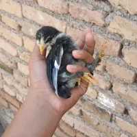 جوجه