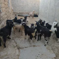 بزغاله