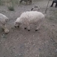یک دونه ۲۸میلیون تومان هسته