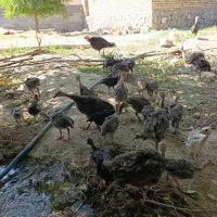 جوجه بوقلمون برنز