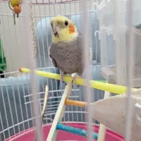 طوطی عروس هلندی