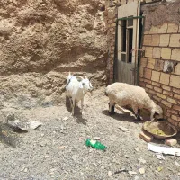 بز سانن|حیوانات مزرعه|بیرجند, |دیوار