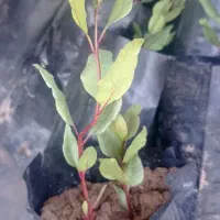 نهال پسته بادامی