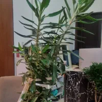 تعدادی گل بفروش میرسد