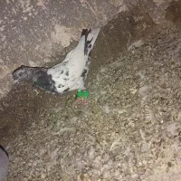 کفتر