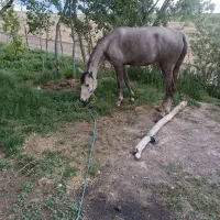 اسب