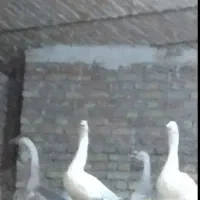 غاز