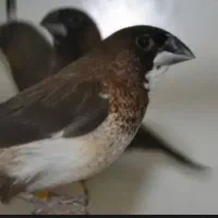 فروش فنچ بنگالی