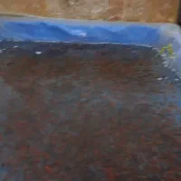 ماهی قرمز عمده