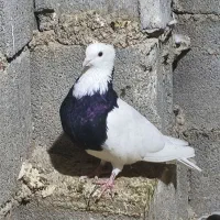 کبوتر طوقی
