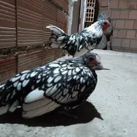 مرغ و خروس مینیاتوری