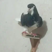 کفتر