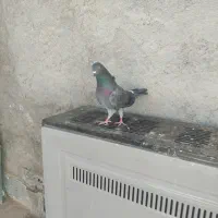 کفتر کبوتر