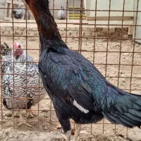 لاری|حیوانات مزرعه|تهران, چیتگر جنوبی|دیوار