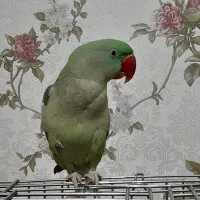 شاه طوطی و ملنگو حلقه پا بدون قفس