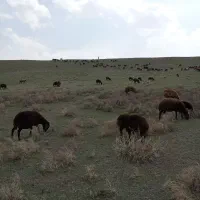 بره نر ۴عدد