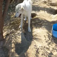 سگ شکاری|سگ|سعدآباد, |دیوار