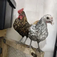 سبرایت