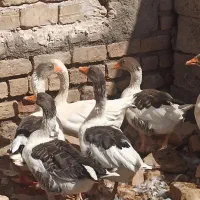 غاز