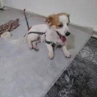 سگ پاکوتاه