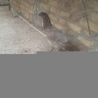 مرغ