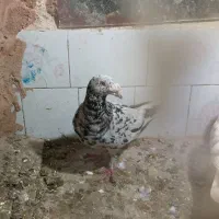 ۵تاکفتر پرشی