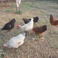 مرغ محلی تخم گذار و گوشتی ۷ عدد