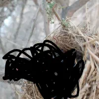 جوجه قناری جدید بندرلنگه