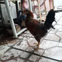 خروس جوان محلی