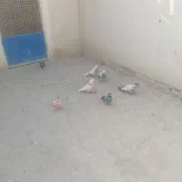 7 عدد کفتر پرشی درجه جوان تیرماه پریده