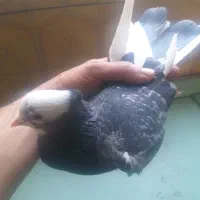 یک کبوتر نر فروشی لب استخر گرفتم فروشی نشون دار