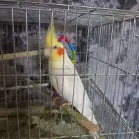 عروس هلندی