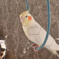 یک جفت عروس هلندی نرو ماده قشنگ میخونه