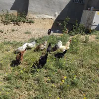 خروس‌گلین‌لری‌اصل‌اصل