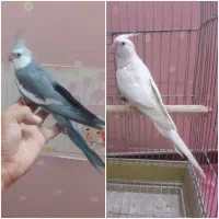 عروس هلندی نر