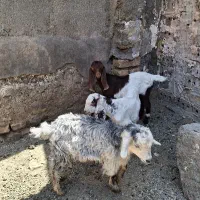 ۳ عدد بزغاله علف خور
