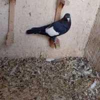 ماده سبز دم سفید ماده سرک