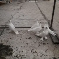 کبوتر لوتی بالا