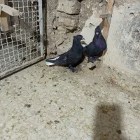 نروماده دمسفید