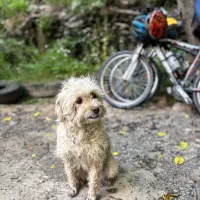 سگ گمشده
