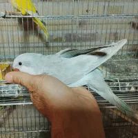 راهب|پرنده|یزد, |دیوار