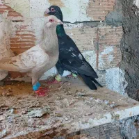 نرو ماده