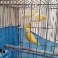 جوجه قناری