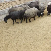 میش گوشتی