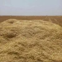 کاه دیم