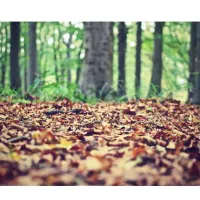 باغات صنوبر در گیلان