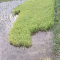 نشاء(توم) صدری.دم سیاه باکیفیت