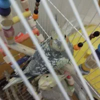 معاوضه با هر چیزی که بکارم بیاد