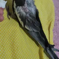 عروس هلندی نر